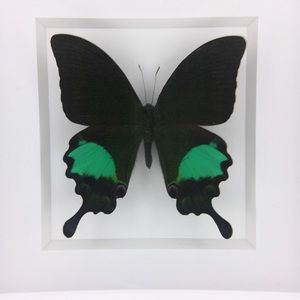 Meet your Posher, Shea